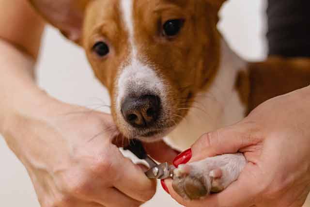 Dog getting his nails clipped